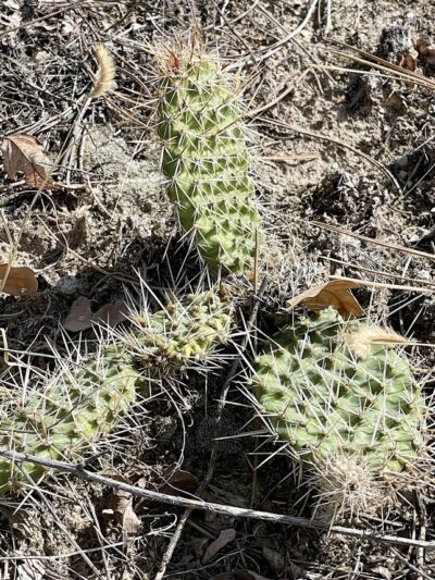Palmer Park (Yucca Flats Trailhead) - Colorado Springs, CO