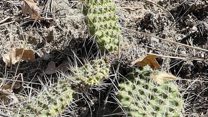 Palmer Park (Yucca Flats Trailhead) - Colorado Springs, CO
