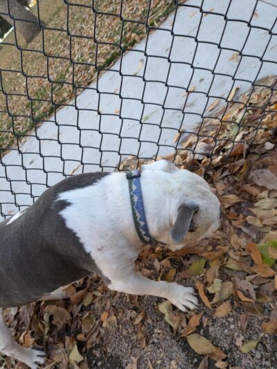 Antlers Dog Park - Colorado Springs, CO