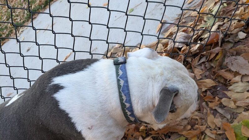 Antlers Dog Park - Colorado Springs, CO