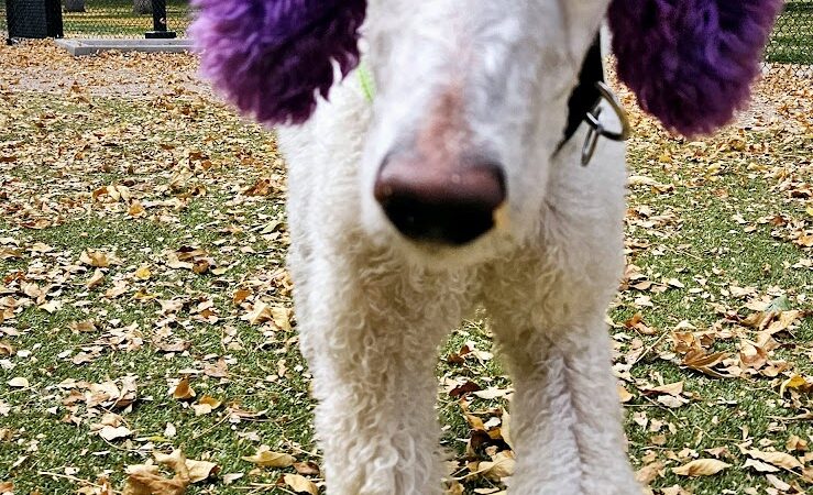 Antlers Dog Park - Colorado Springs, CO