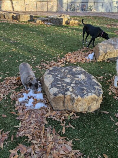 Antlers Dog Park - Colorado Springs, CO