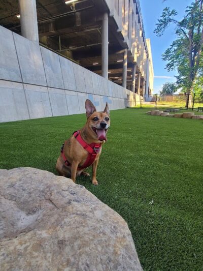 Antlers Dog Park - Colorado Springs, CO