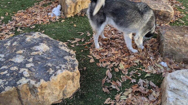 Antlers Dog Park - Colorado Springs, CO