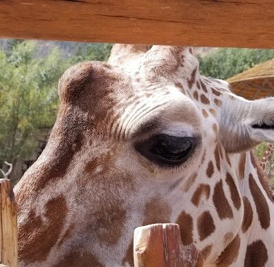Franklin Park - Colorado Springs, CO