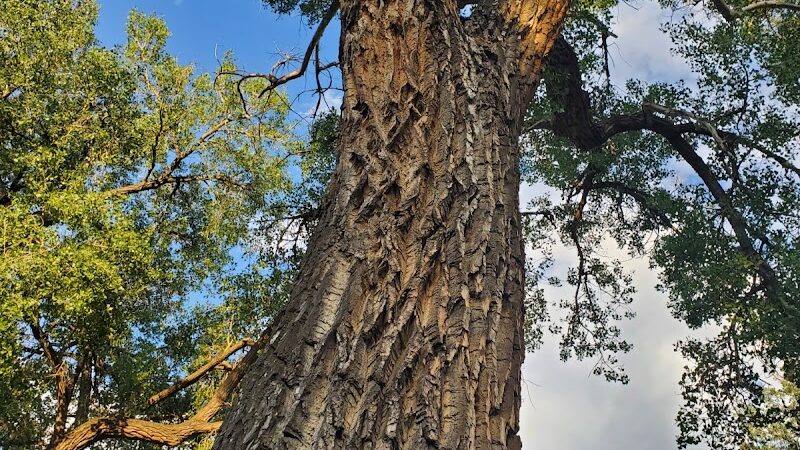 Franklin Park - Colorado Springs, CO