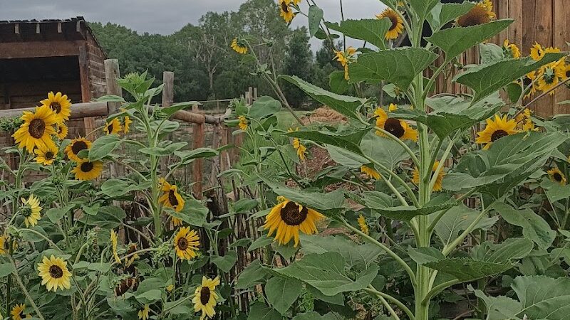 Garden of the Gods Off-Leash Area - Colorado Springs, CO