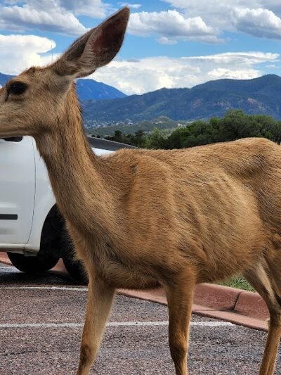 Garden of the Gods Off-Leash Area - Colorado Springs, CO