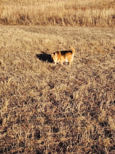 Garden of the Gods Off-Leash Area - Colorado Springs, CO