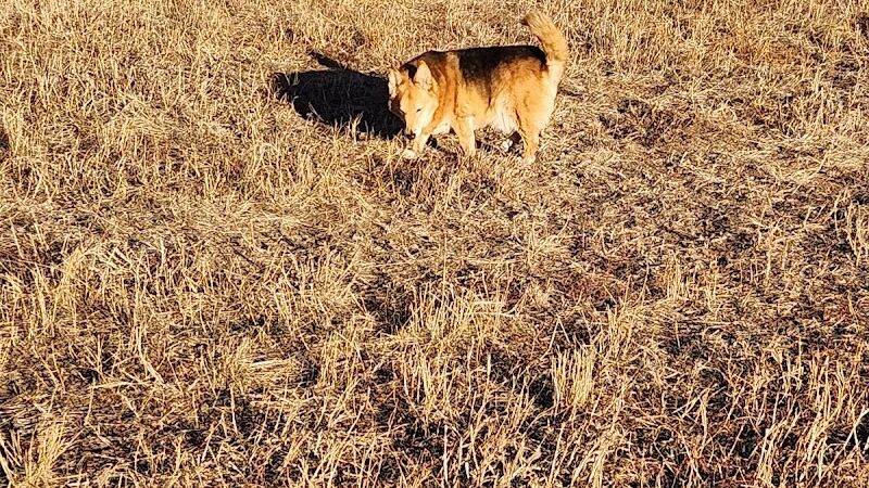 Garden of the Gods Off-Leash Area - Colorado Springs, CO
