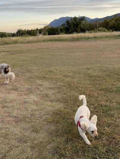 Garden of the Gods Off-Leash Area - Colorado Springs, CO