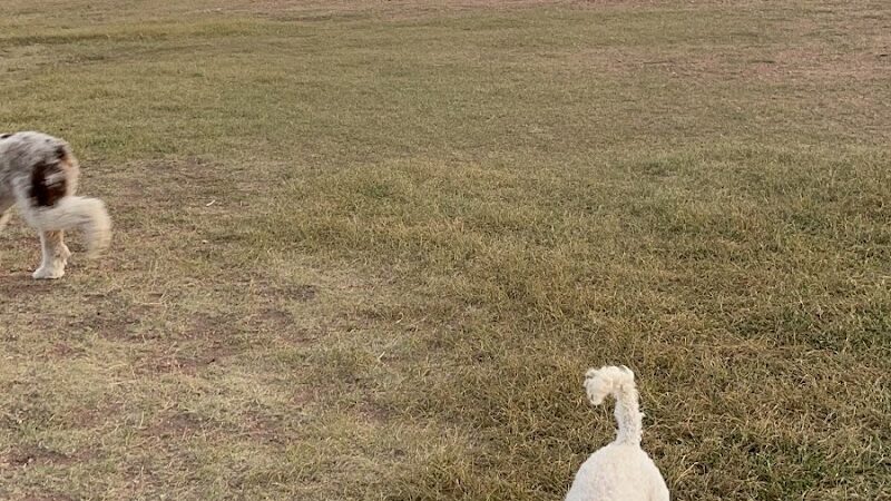 Garden of the Gods Off-Leash Area - Colorado Springs, CO