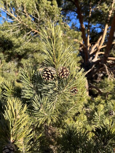 Grant Park - Colorado Springs, CO