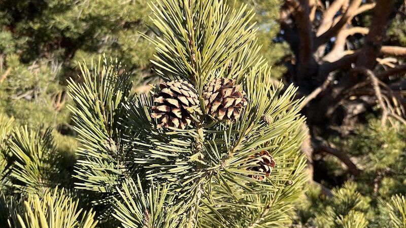 Grant Park - Colorado Springs, CO