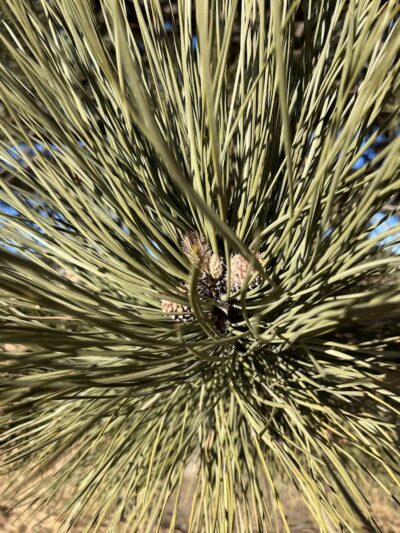 Grant Park - Colorado Springs, CO