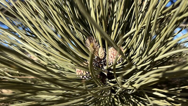 Grant Park - Colorado Springs, CO