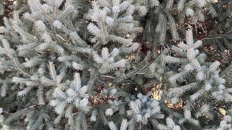 Grant Park - Colorado Springs, CO