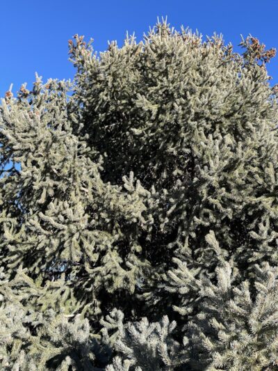 Grant Park - Colorado Springs, CO