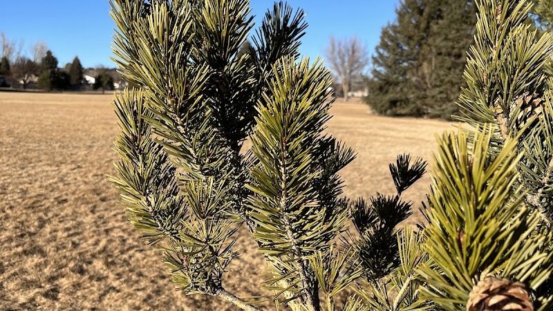 Grant Park - Colorado Springs, CO