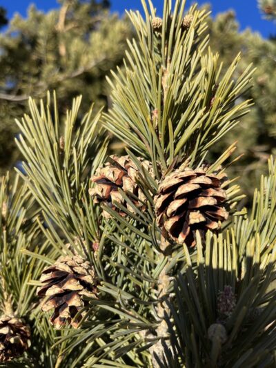 Grant Park - Colorado Springs, CO