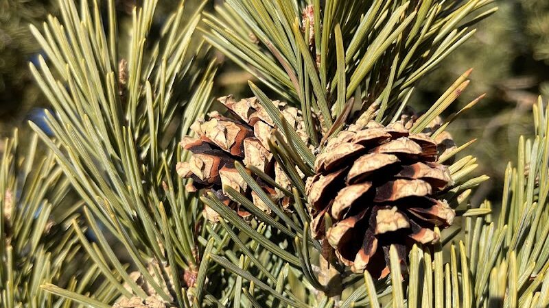 Grant Park - Colorado Springs, CO