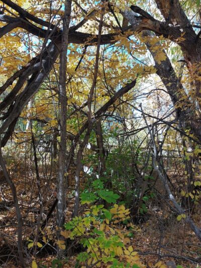 Harlan Wolfe Park - Colorado Springs, CO