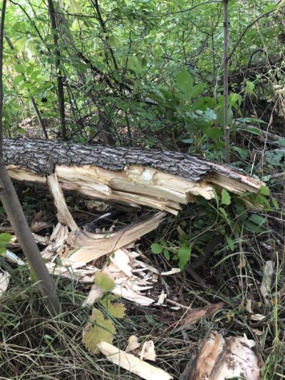 Harlan Wolfe Park - Colorado Springs, CO