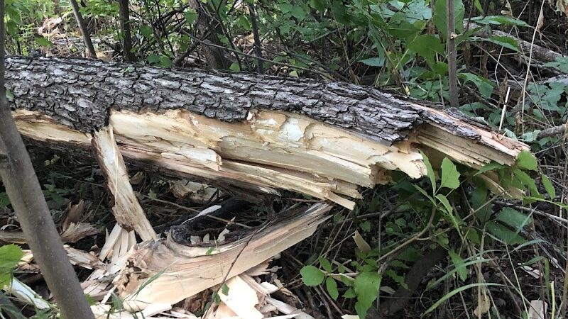 Harlan Wolfe Park - Colorado Springs, CO