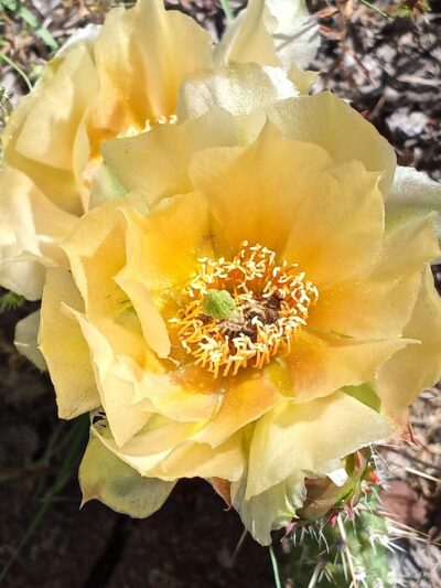 Palmer Park - Colorado Springs, CO