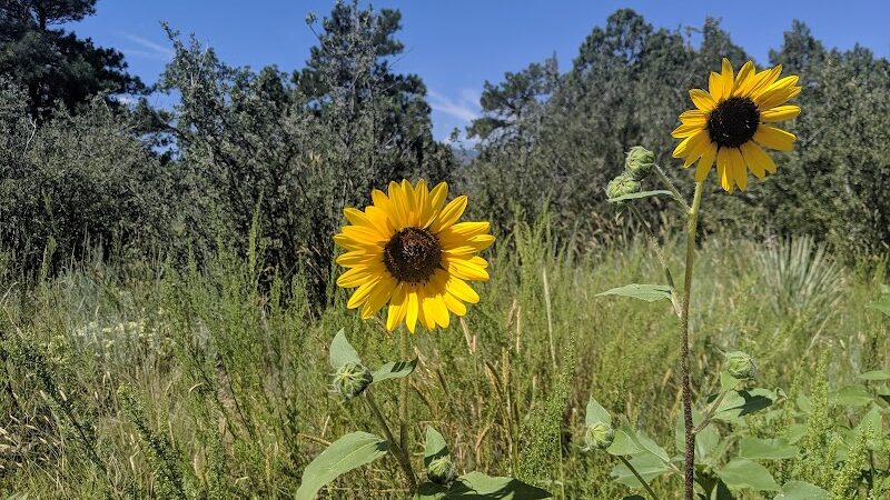 Palmer Park - Colorado Springs, CO