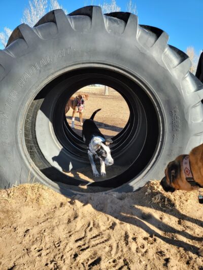 Rampart Dog Park - Colorado Springs, CO