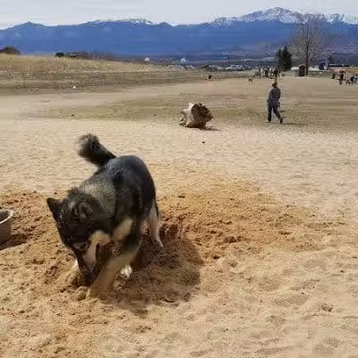 Rampart Dog Park - Colorado Springs, CO