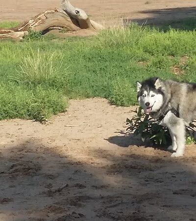 Rampart Dog Park - Colorado Springs, CO