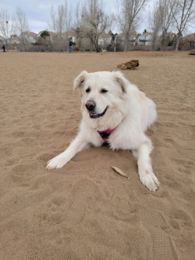 Rampart Dog Park - Colorado Springs, CO
