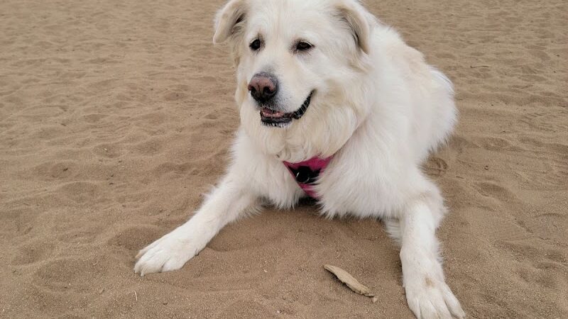 Rampart Dog Park - Colorado Springs, CO