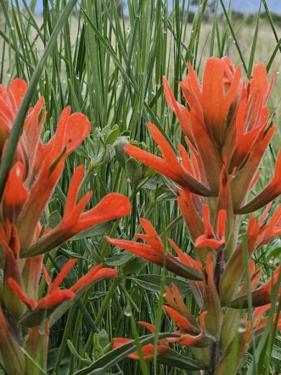 Rampart Park - Colorado Springs, CO