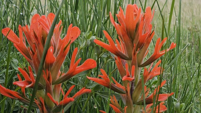 Rampart Park - Colorado Springs, CO