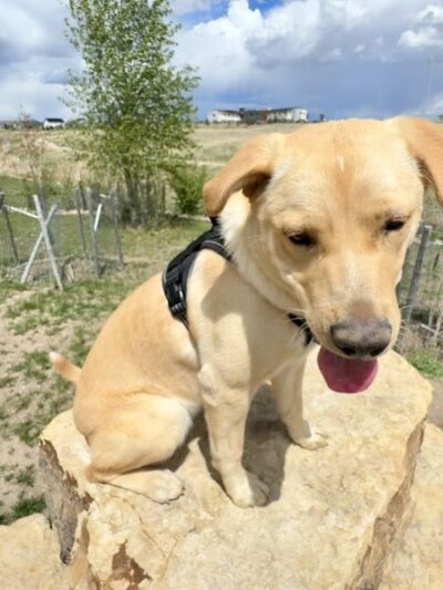 Vista Dog Park - Colorado Springs, CO