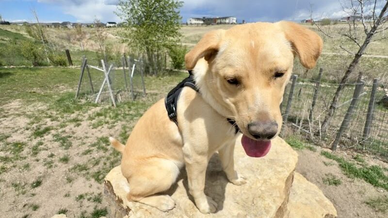 Vista Dog Park - Colorado Springs, CO