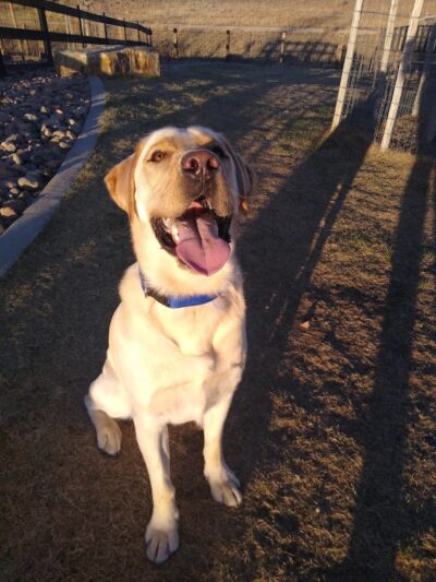 Vista Dog Park - Colorado Springs, CO