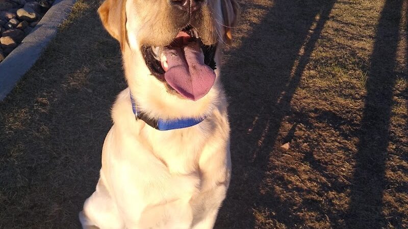 Vista Dog Park - Colorado Springs, CO