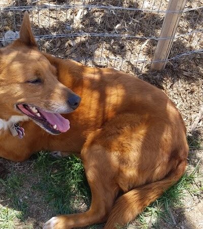 Vista Dog Park - Colorado Springs, CO