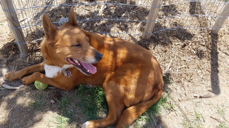 Vista Dog Park - Colorado Springs, CO