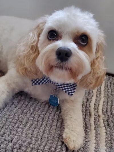 Bark Barn - Columbia, CT