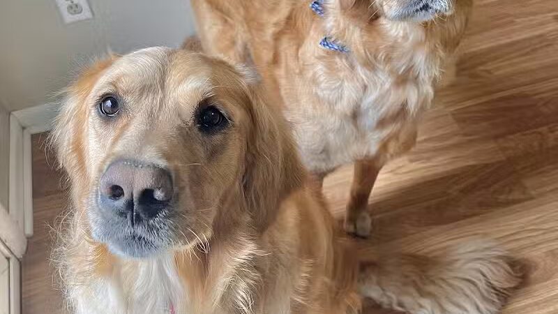 Bark Barn - Columbia, CT