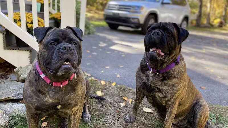 Bark Barn - Columbia, CT