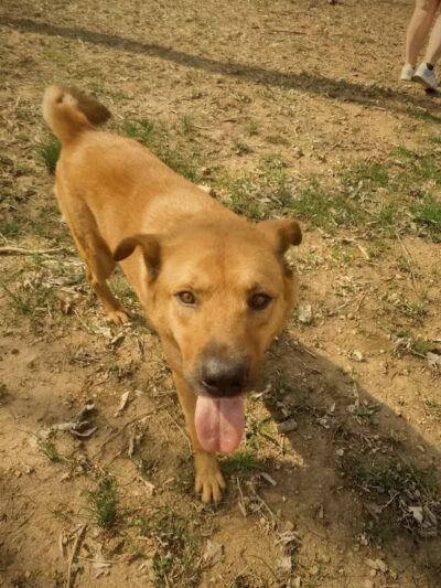 Columbia KY Dog Park - Columbia, KY