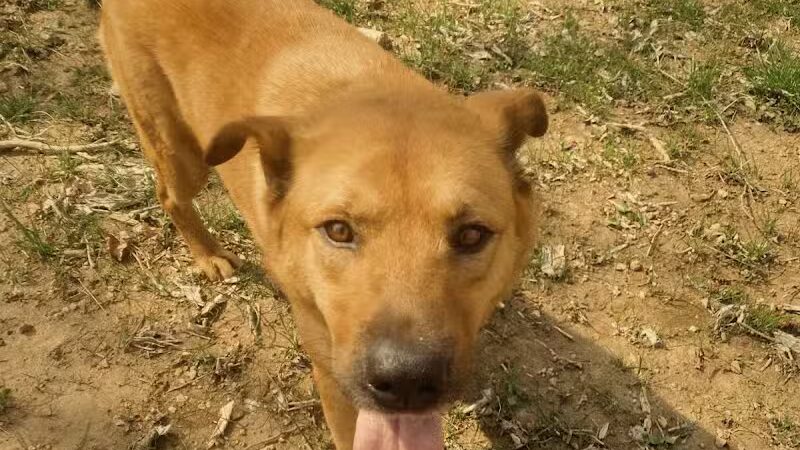 Columbia KY Dog Park - Columbia, KY