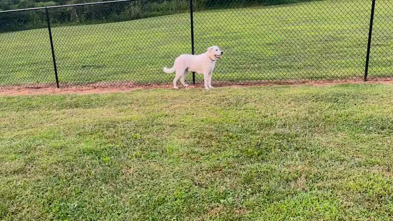 Columbia KY Dog Park - Columbia, KY
