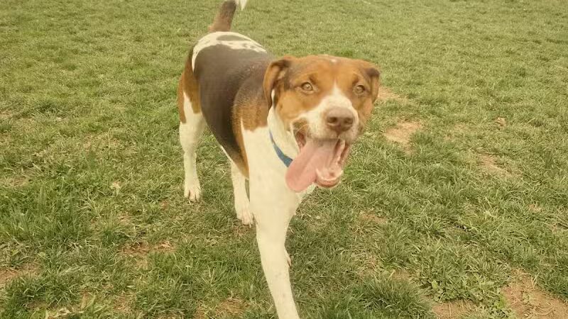 Columbia KY Dog Park - Columbia, KY